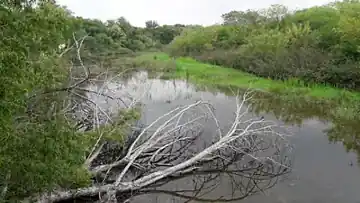 Resaca de la Palma State Park