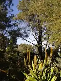 San Diego Botanic Garden