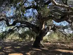 California Botanic Garden