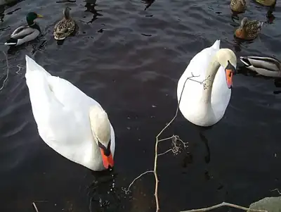 Swan Lake Park