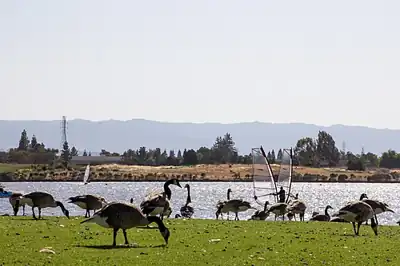 Shoreline Park (Mountain View, California)