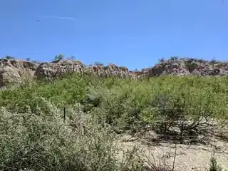 Mesilla Valley Bosque State Park