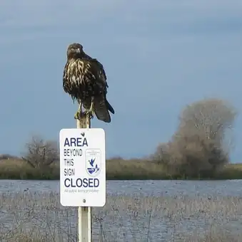 Kern National Wildlife Refuge