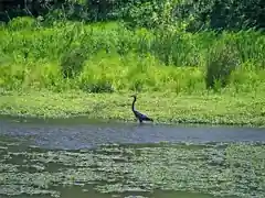 Conestee Nature Preserve