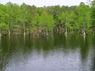 Carvers Creek State Park