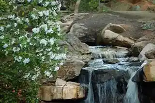 The Bog Garden