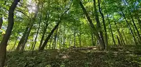 Mitchell's Grove Nature Preserve