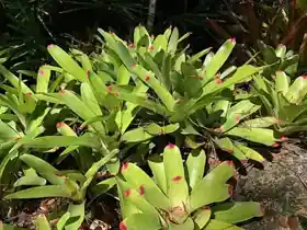Port St. Lucie Botanical Gardens