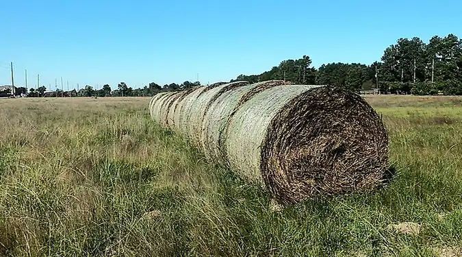 Hayfields along Huffmeister Road in the Cypress, Texas area