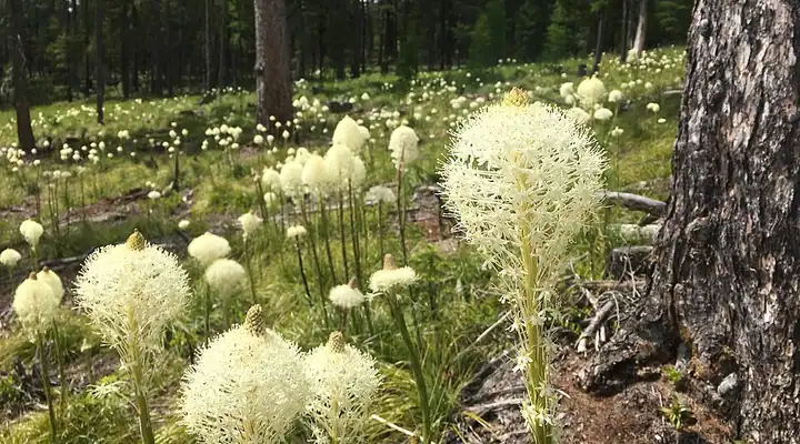 Beargrass in the Ashley Lake area near Marion, Montana