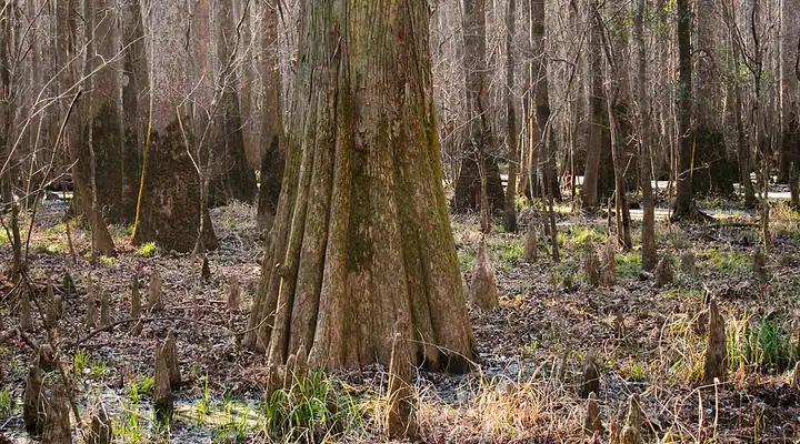 A view of Congaree National Park in South Carolina